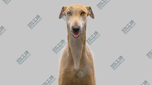 images/goods_img/20210312/Greyhound (Fur) Collection 3D/5.jpg